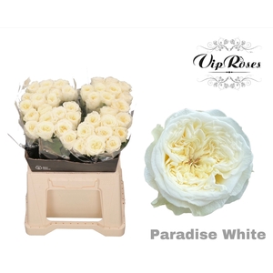 R GR PARADISE WHITE x40