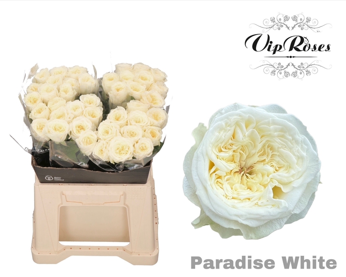 <h4>R GR PARADISE WHITE x40</h4>