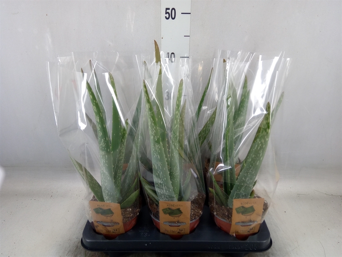 <h4>Aloe vera</h4>