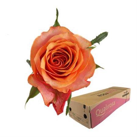 <h4>R Gr Espana -in box</h4>