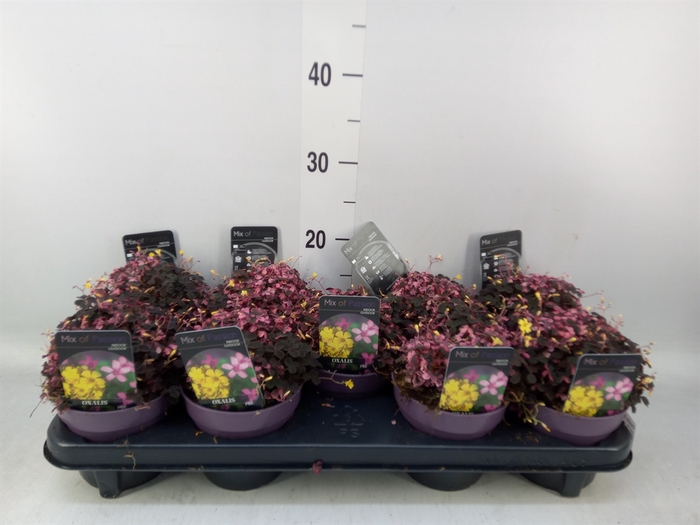 <h4>Oxalis brasiliensis</h4>