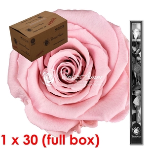 60cm Stem Pin04 Bulk