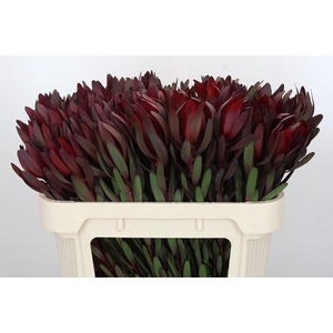 Leucadendron Saf Sunset Dark R.