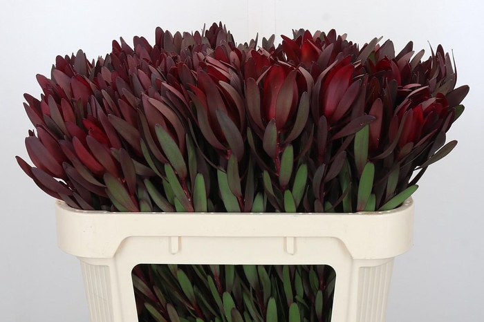 <h4>Leucadendron Saf Sunset Dark R.</h4>