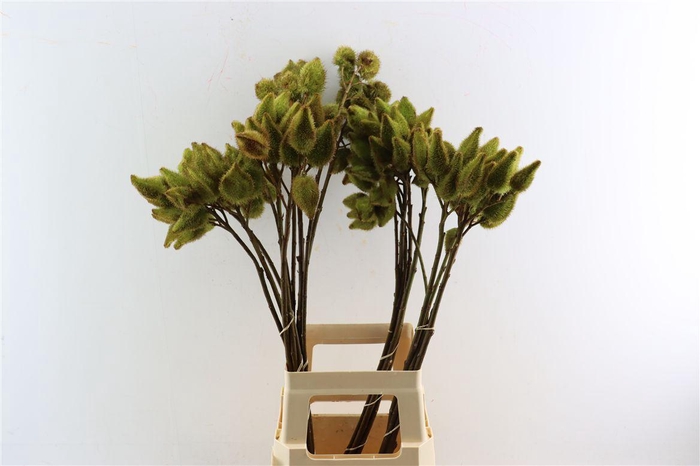 <h4>Bixa Painted Green</h4>