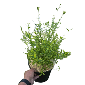 Ceanothus overig