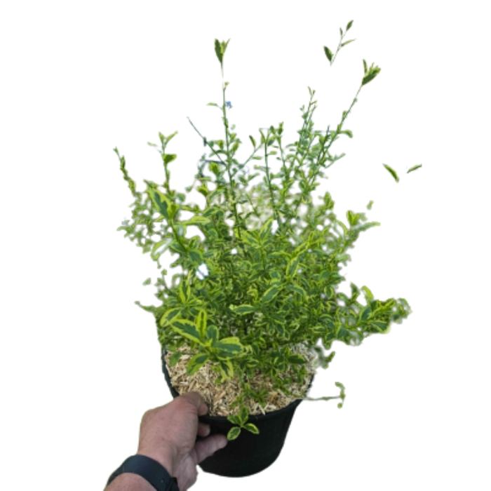 <h4>Ceanothus overig</h4>