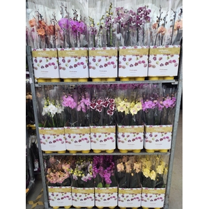 Op kleur 15 kleuren BIGLIP 60CM