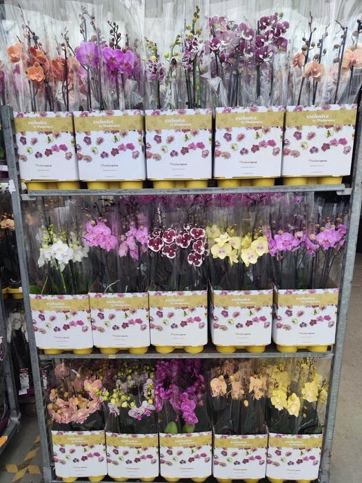 <h4>Op kleur 15 kleuren BIGLIP 60CM</h4>