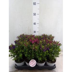 Hebe  'All Blooms'   ...mix