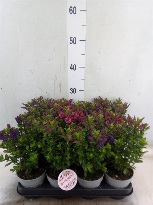 <h4>Hebe  'All Blooms'   ...mix</h4>