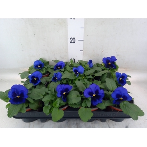 Viola wr. 'Delta Blue wBlotch'