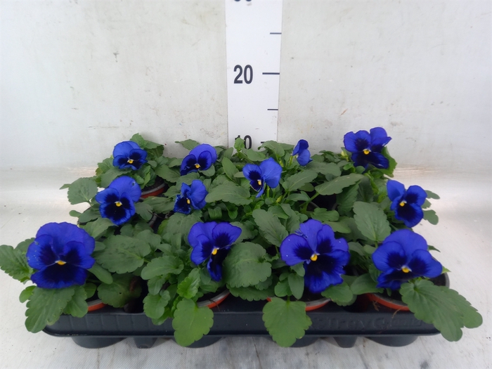 <h4>Viola wr. 'Delta Blue wBlotch'</h4>