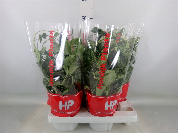 <h4>Scindapsus   ...</h4>