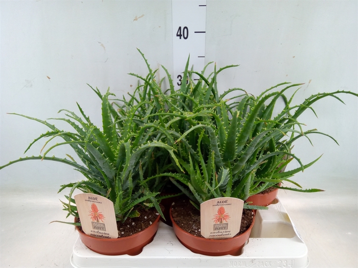 <h4>Aloe arborescens</h4>