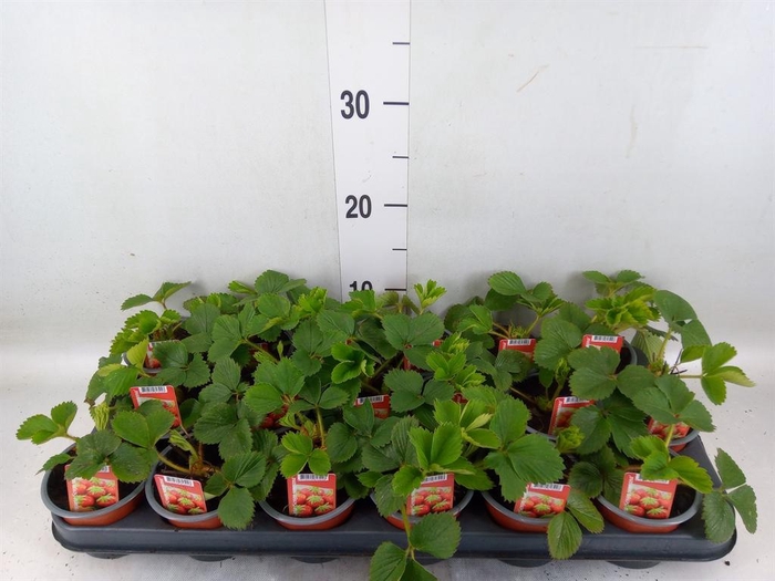 <h4>Fragaria ...</h4>