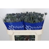 Eryngium Blue Dynamite