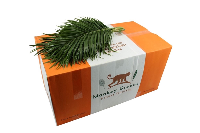 <h4>Phoenix Bq 50 ( 20stems/bunch )</h4>