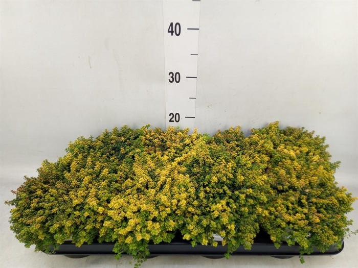 <h4>Thymus citriodorus</h4>