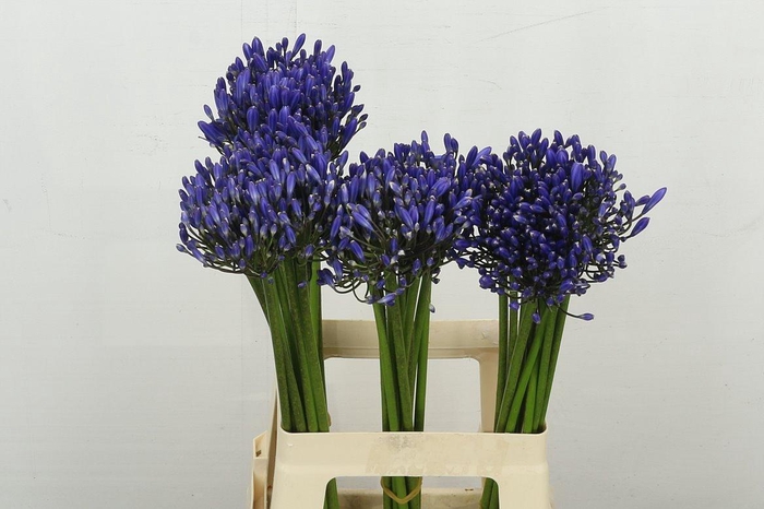 <h4>Agap Blue Heaven</h4>