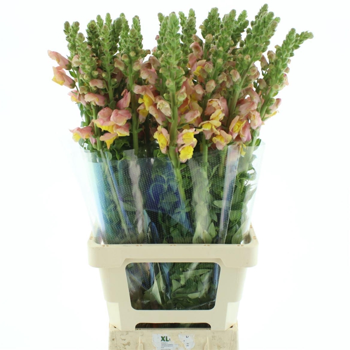 <h4>Antir Op Zalm-orange</h4>