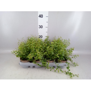 Ficus pumila 'White Sunny'