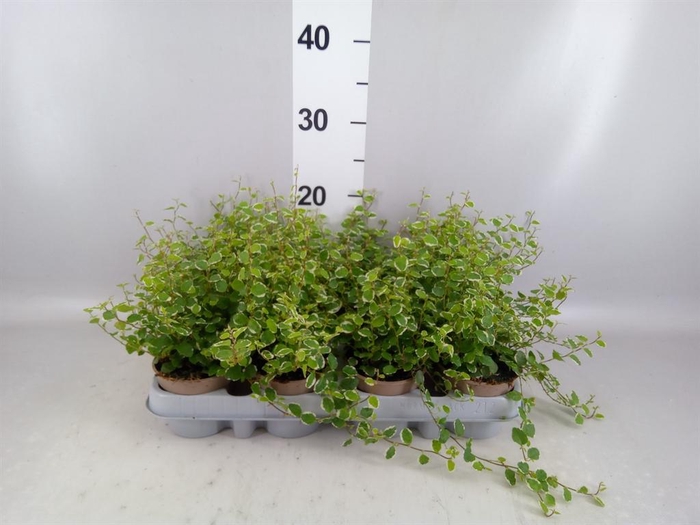 <h4>Ficus pumila 'White Sunny'</h4>