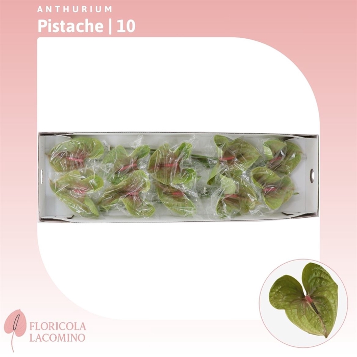 <h4>Anthurium Pistache</h4>