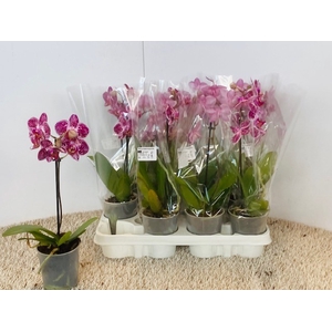 PHAL OV