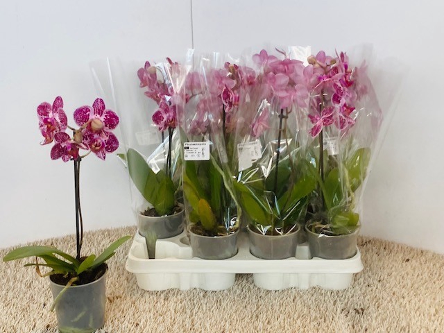 <h4>PHAL OV</h4>