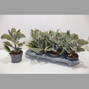 Kalanchoe Beharensis