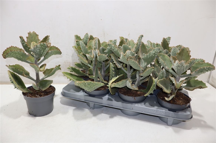 <h4>Kalanchoe Beharensis</h4>