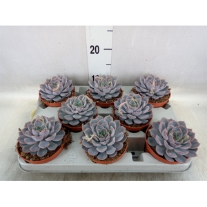 Echeveria  'Orion'