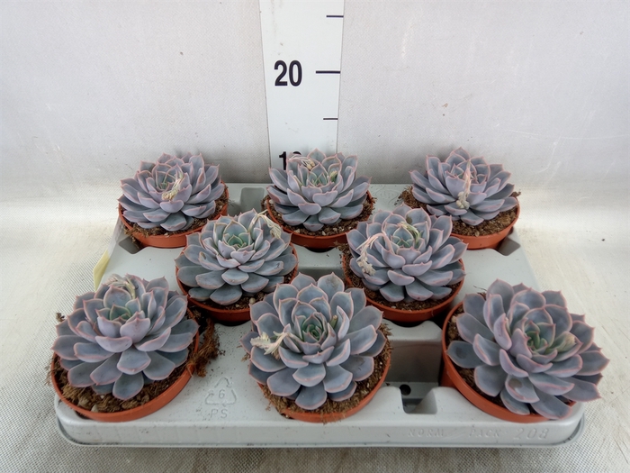 <h4>Echeveria  'Orion'</h4>