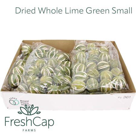 <h4>Dried Whole Lime Green Small</h4>