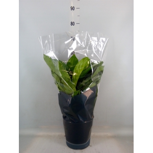 Aglaonema  'Silver Bay'