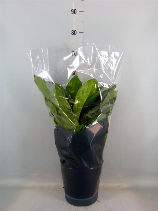 <h4>Aglaonema  'Silver Bay'</h4>