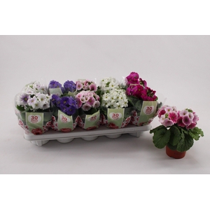 Primula Obconica Mix met hoes