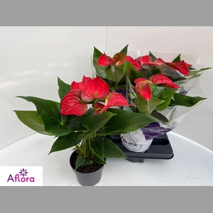 ANTHU AN BAMBINO RED