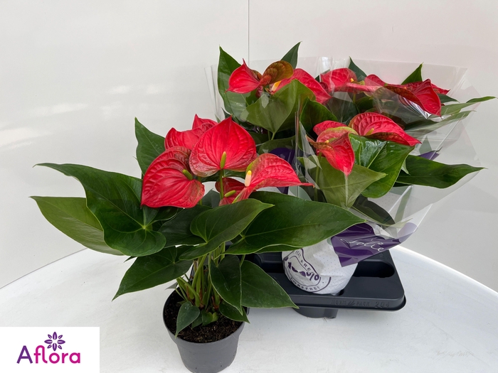 <h4>ANTHU AN BAMBINO RED</h4>