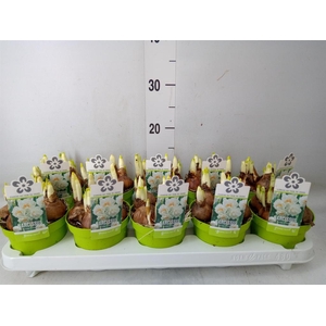 Narcissus DU 'Bridal Crown'