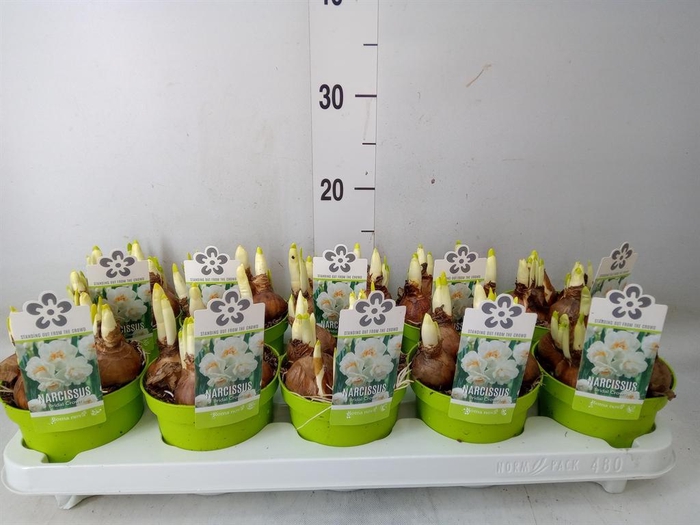 <h4>Narcissus DU 'Bridal Crown'</h4>