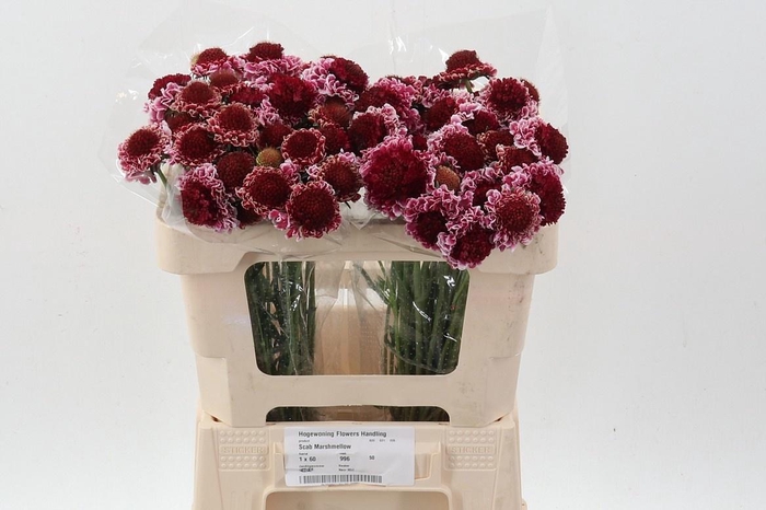 <h4>SCAB AT MARSHM SCOOP</h4>