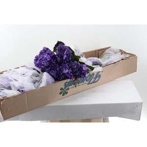 Hydr Violetta Tinted Sel Box