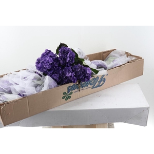 Hydr Violetta Tinted Sel Box