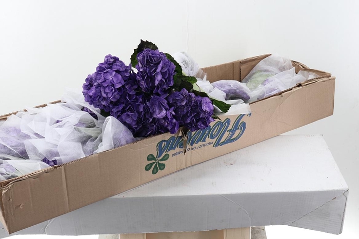 <h4>Hydr Violetta Tinted Sel Box</h4>