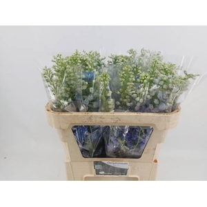 DELPH DU TRIT D BLUE