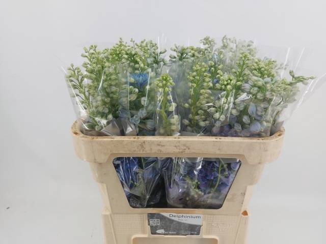 <h4>DELPH DU TRIT D BLUE</h4>