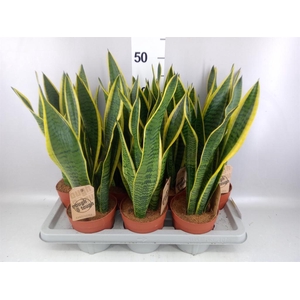 Sansevieria trifa. 'Laurentii'