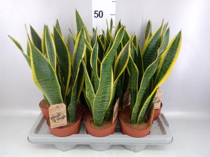 <h4>Sansevieria trifa. 'Laurentii'</h4>